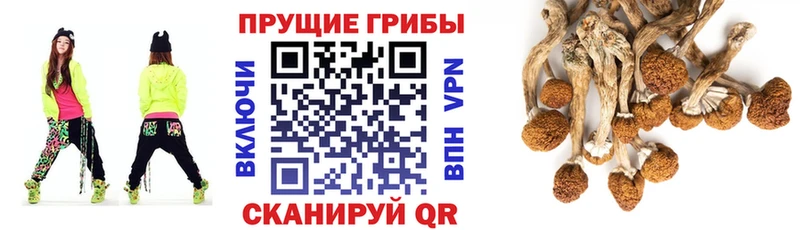 Псилоцибиновые грибы Psilocybe  Семилуки 